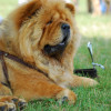 Chow Chow Dog show in Krakow