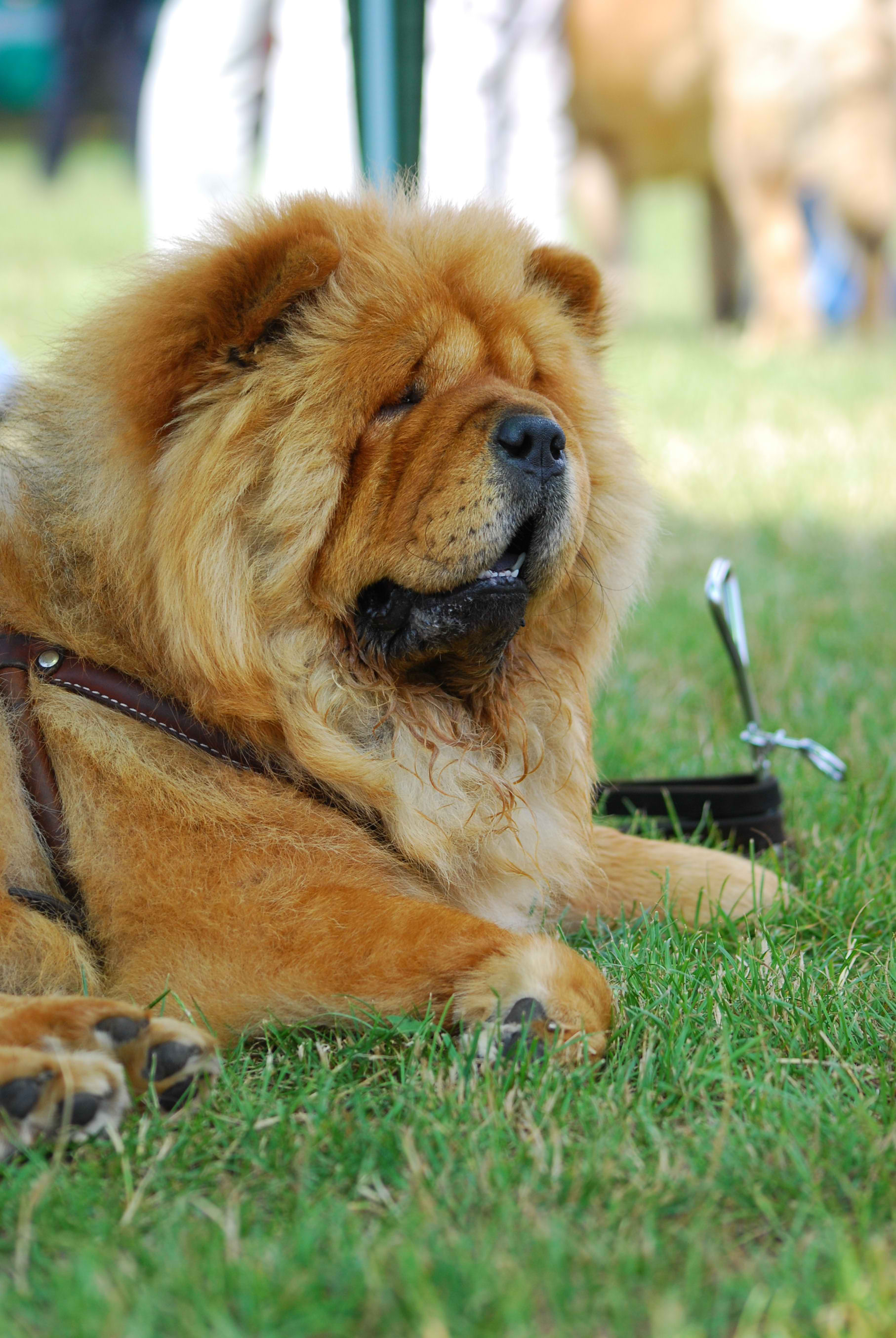 Chow Chow – Dog Breed Guide