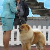 Perfect show posture by Chow Chow dog