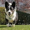 photo of a cardigan welsh corgi dog