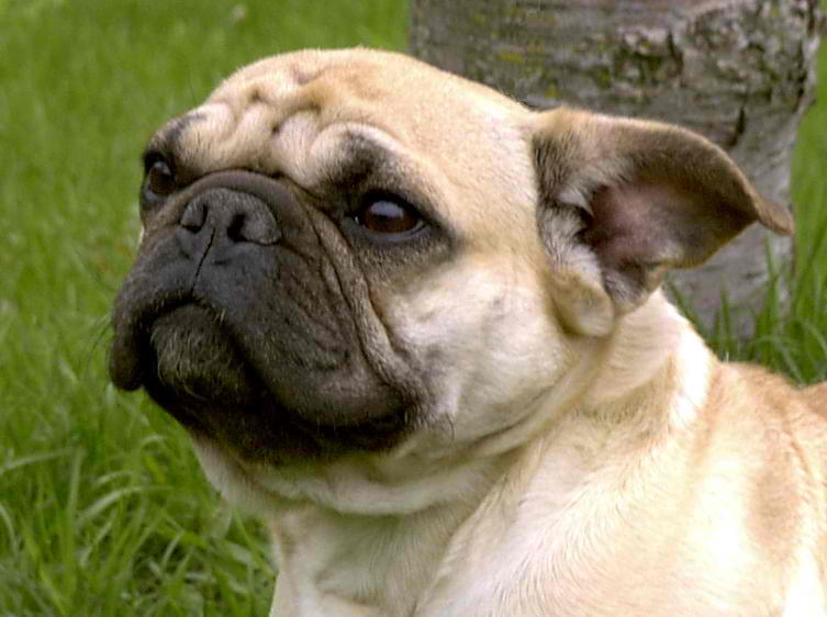 Bonsai Bulldogge – Dog Breed Guide