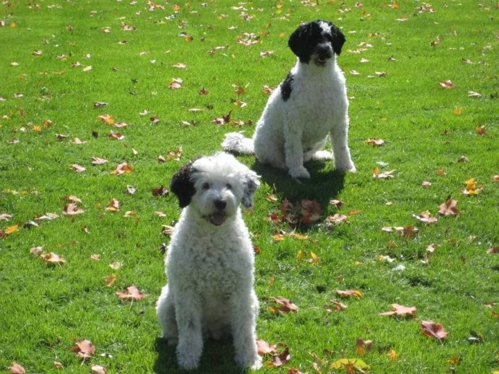 Curly-Coated Portuguese Water Dog, Dog Breed Guide