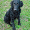 Junger Curly Coated Retriever, Rüde