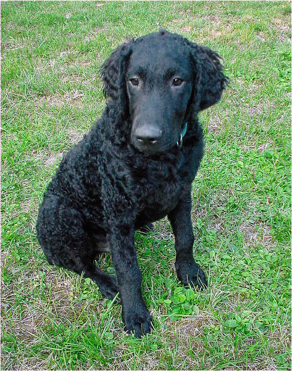 Curly Coated Retriever – Dog Breed Guide