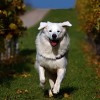 white dog working breeds Slovak Cuvac dog