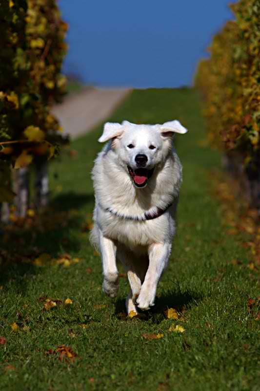 Slovak Cuvac – Dog Breed Guide