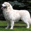 Slovak Cuvac dog breed very docile