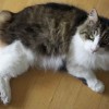 Long-haired Manx or Cymric cat