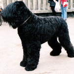 Black Russian Terrier during the international show of dogs in Katowice - Spodek, Poland.