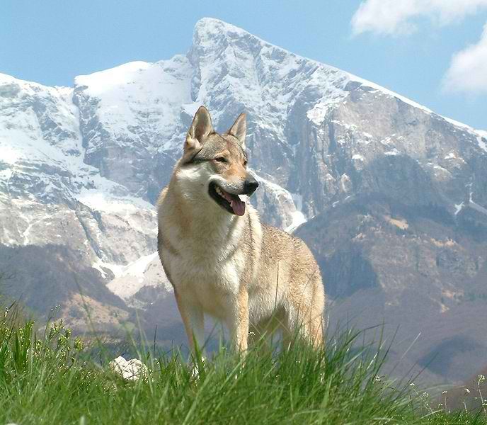 Czechoslovakian Wolfdog – Dog Breed Guide