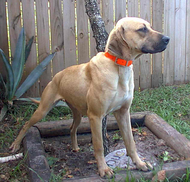 Florida Black Mouth Cur – Dog Breed Guide