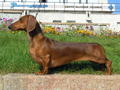 Standard Dachshund – Dog Breed Guide