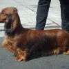Longhaired Dachshund dog standard sized