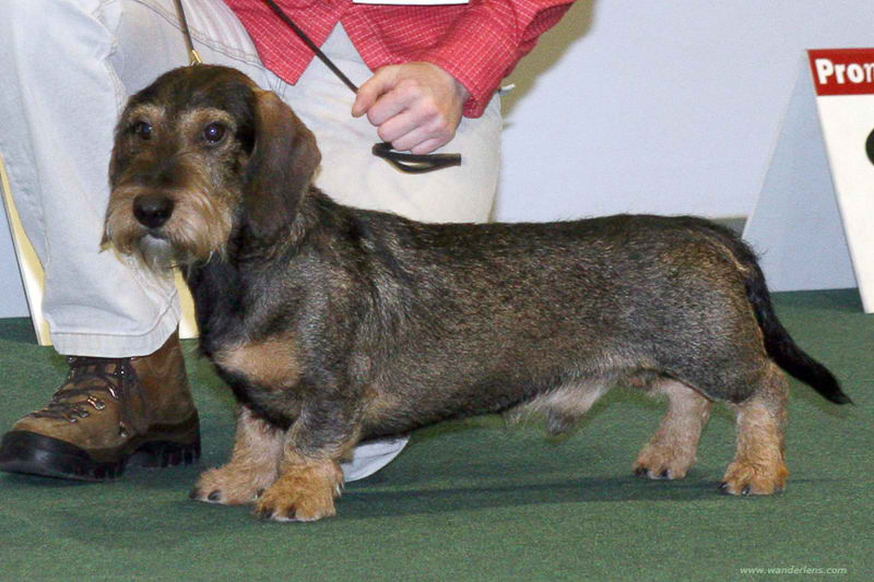 Dachshund, Toy Size – Dog Breed Guide