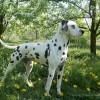 Dalmatian dog displaying a proper stance