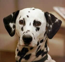 Dalmatian – Dog Breed Guide