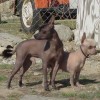 Two variants of Mexican Hairless Dogs Xolo