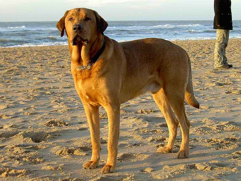 Danish Broholmer – Dog Breeds Guide