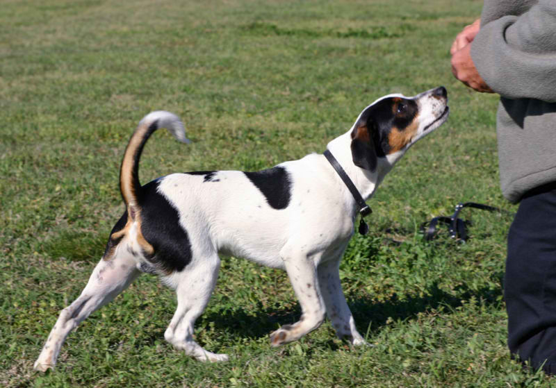 Danish-Swedish Farm Dog – Dog Breed Guide