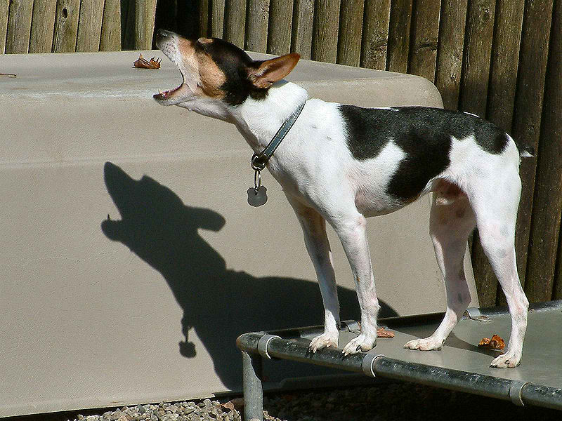 Decker Giant Rat Terrier – Dog Breed Guide