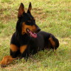 Adult Doberman Pinscher dog breed