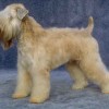 photo soft coated wheaten terrier dog breed