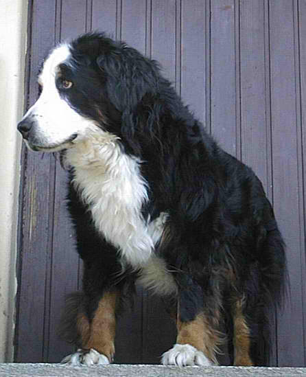 Bernese Mountain Dog – Dog Breed Guide