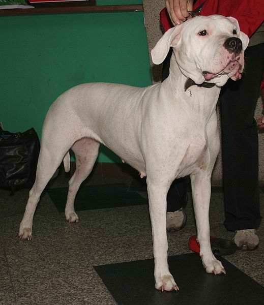 Dogo Argentino – Dog Breed Guide