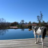 adult standard rat terrier jumping in the pool