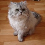 Doll face silver coated Persian cat