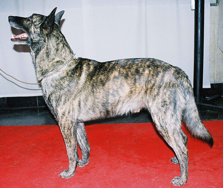 Dutch Shepherd Dog – Dog Breed Guide