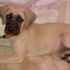 picture of a blackmouth cur puppy with ladner weatherford ben bloodline