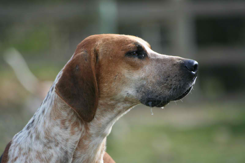 English Foxhound – Dog Breeds Guide
