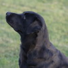 side view angle of an English Labrador retriever with black coat