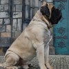 Giant dog breeds Mastiff