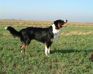 English Shepherd – Dog Breed Guide