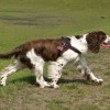 Chocolate particolor English Springer Spaniel sideview