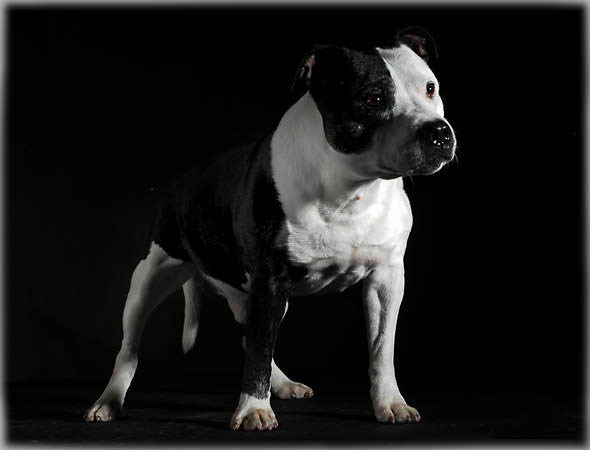 English Staffordshire Bull Terrier, Dog Breed Guide
