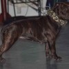 English Staffordshire Bull Terrier with deep brown coat