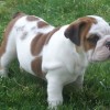 Dooley the English Bulldog Pup at 8 weeks old going