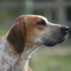 Beautiful Foxhound dog