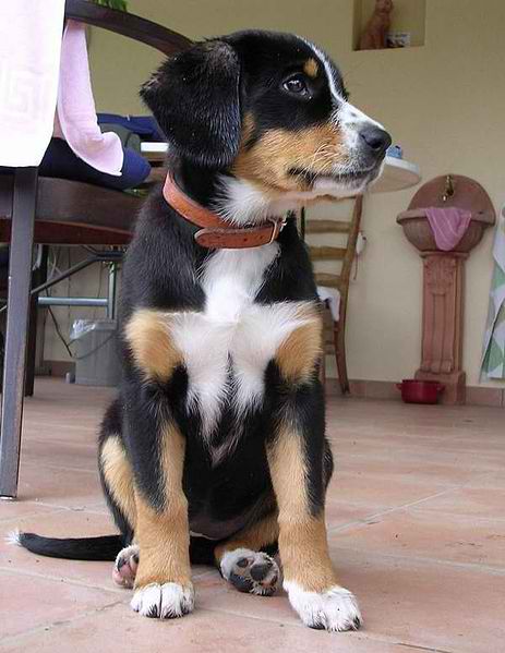 Entlebucher Sennenhund – Dog Breeds Guide