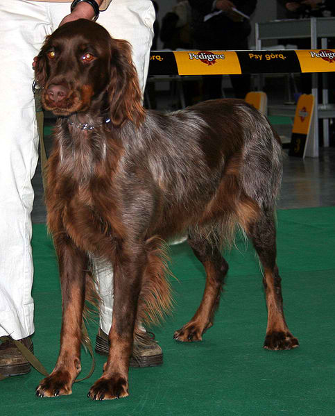 Epagneul Picard – Dog Breed Guide