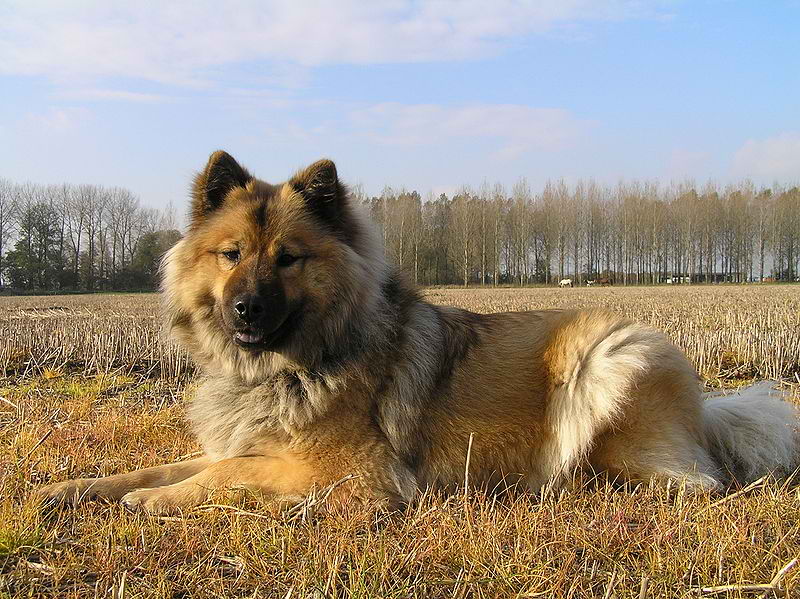 Eurasier – Dog Breed Guide