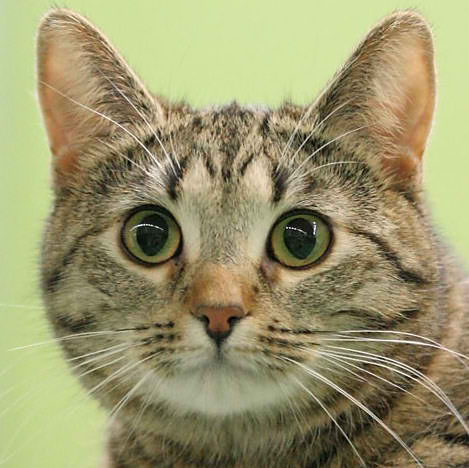 European Shorthair Cat – Cat Breed Guide