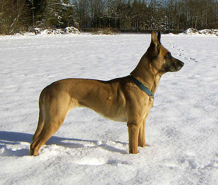 Belgian Shepherd Malinois – Dog Breed Guide