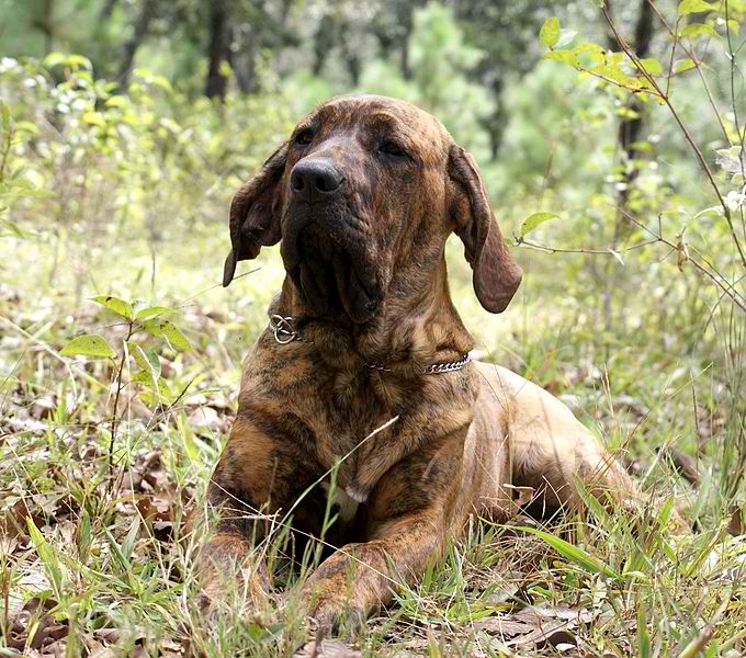 Fila Brasileiro – Dog Breed Guide