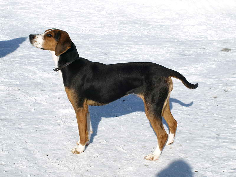 Finnish Hounds – Dog Breed Guide