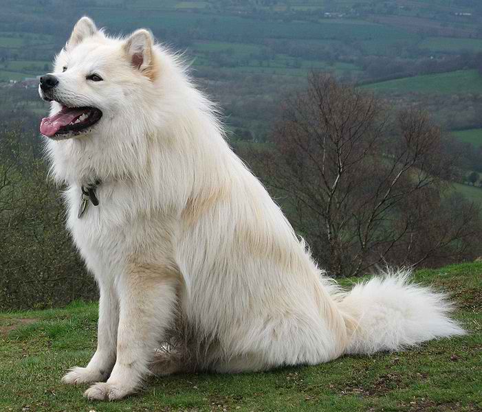 Finnish Lapphund – Dog Breed Guide