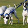 Photo of a group of Whippet dogs